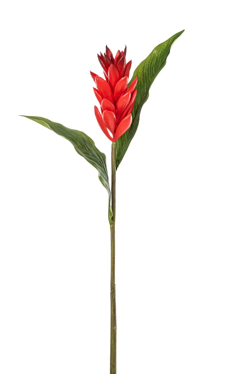 Ingwerblüte mit Blatt 89cm Blütenkopf Ø ca. 5cm Farbe: rot