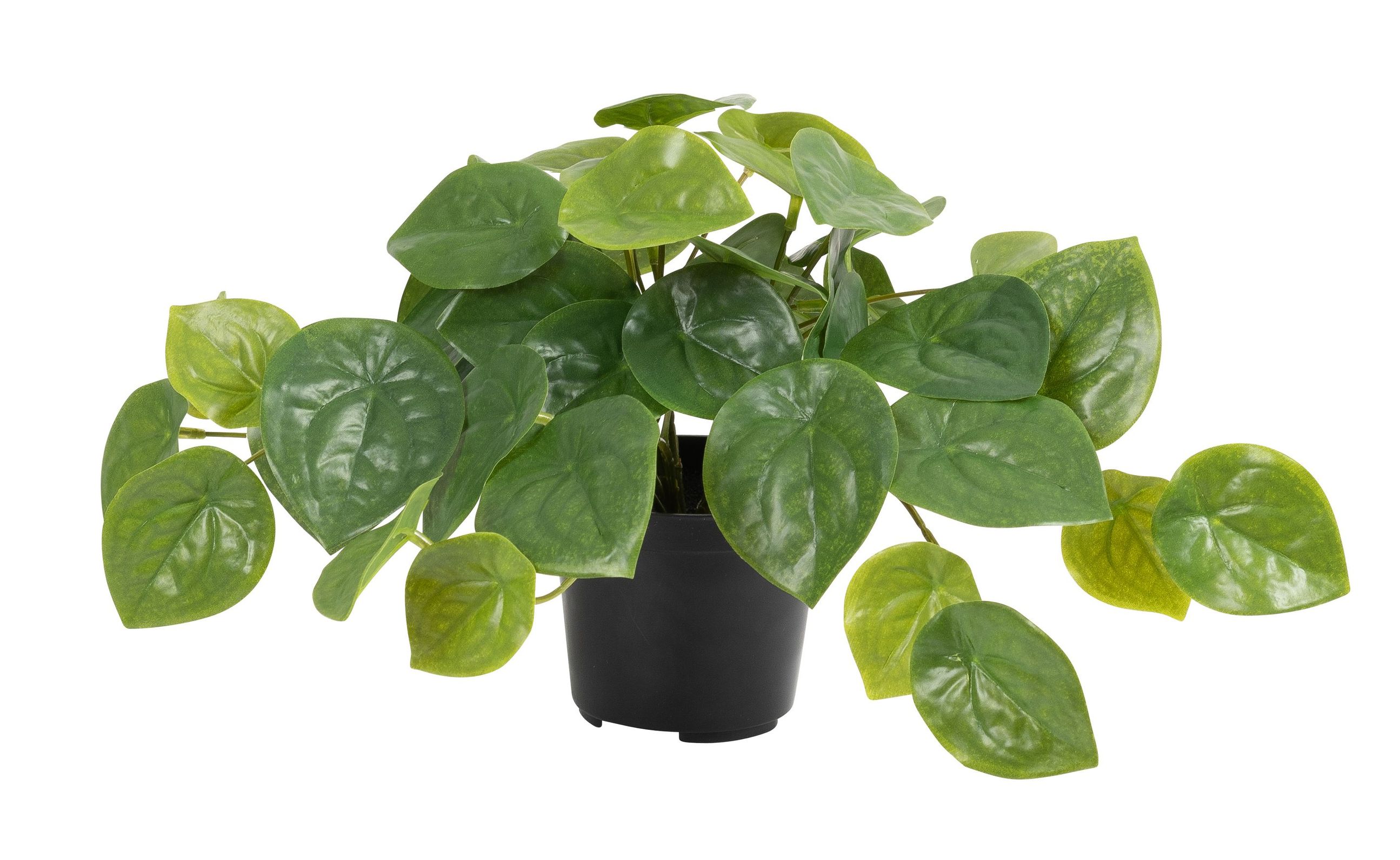 Peperomia x 43 im Topf 22cm Farbe: grün