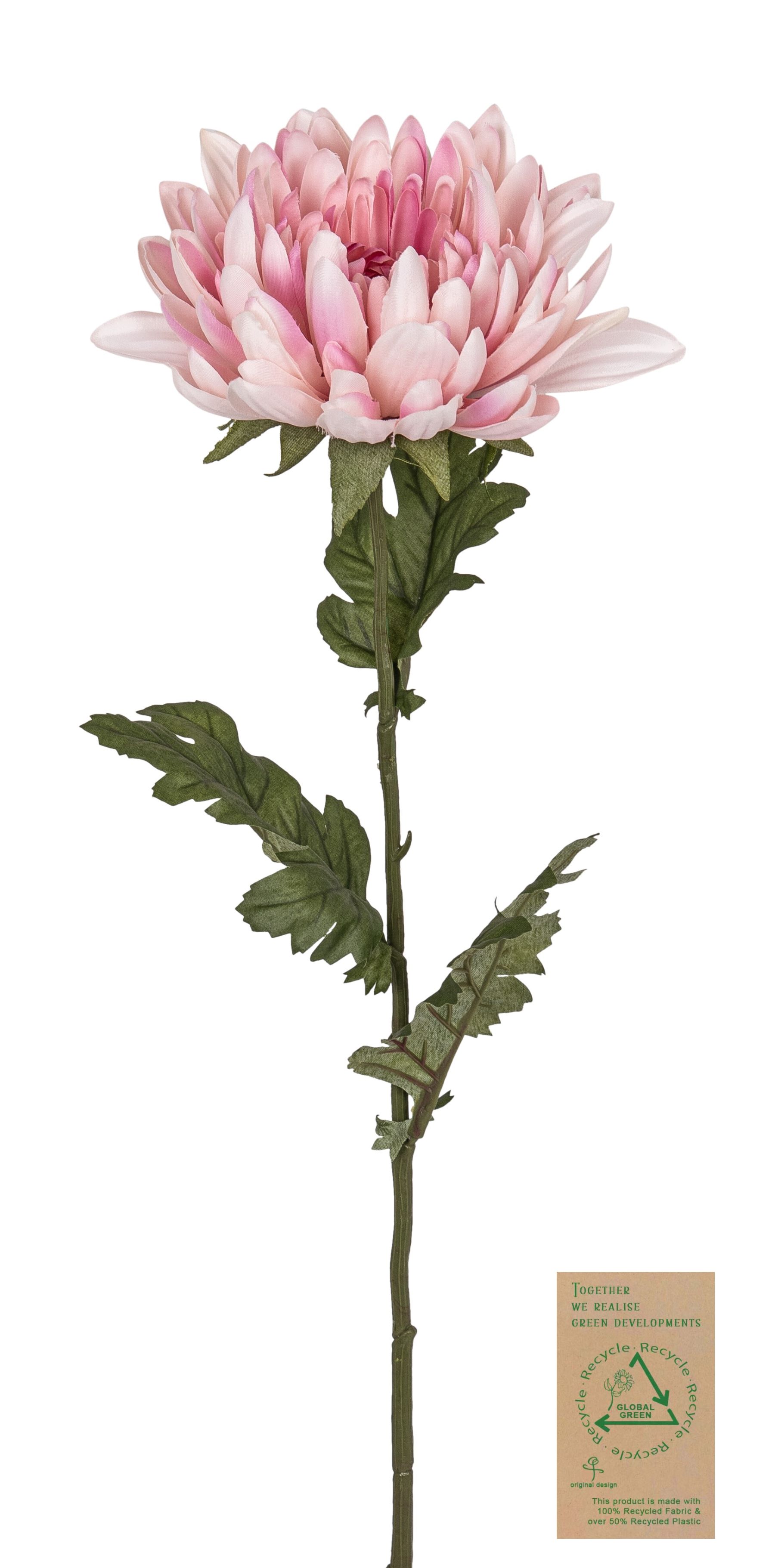 Chrysantheme RE 68cm Blütenkopf Ø ca. 15cm Farbe: rosé-gemischt