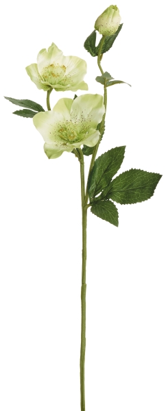Christrose x 3 56cm Blütenkopf Ø ca. 3/7/9cm Farbe: hellgrün