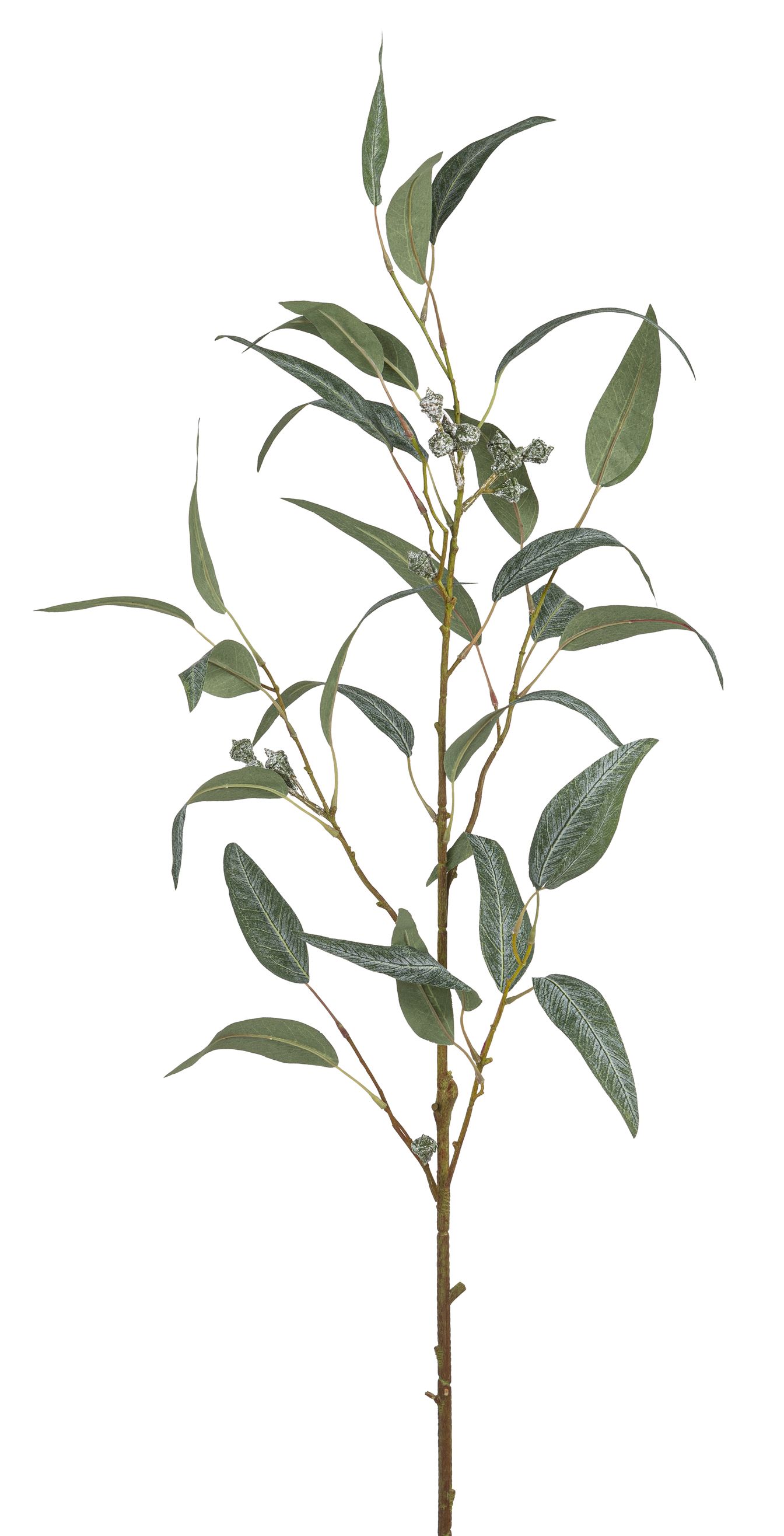 Eukalyptuszweig mit Beeren x 14 100cm Farbe: grün