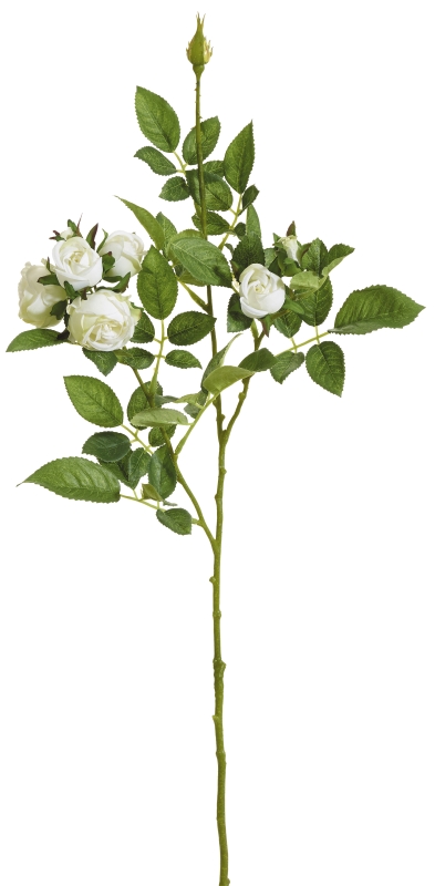 Kugelrosenzweig x 8 73cm Blütenkopf Ø ca. 3/4cm Farbe: elfenbein