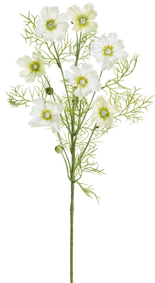 Cosmea x 7 68cm Blütenkopf Ø ca. 6cm Farbe: weiß