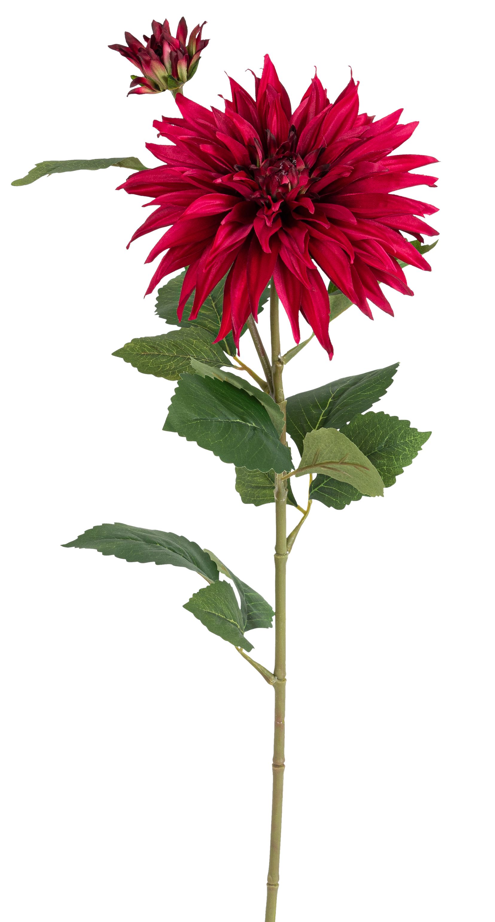 Dahlie x 2 85cm Blütenkopf Ø ca. 6/20cm Farbe: cerise