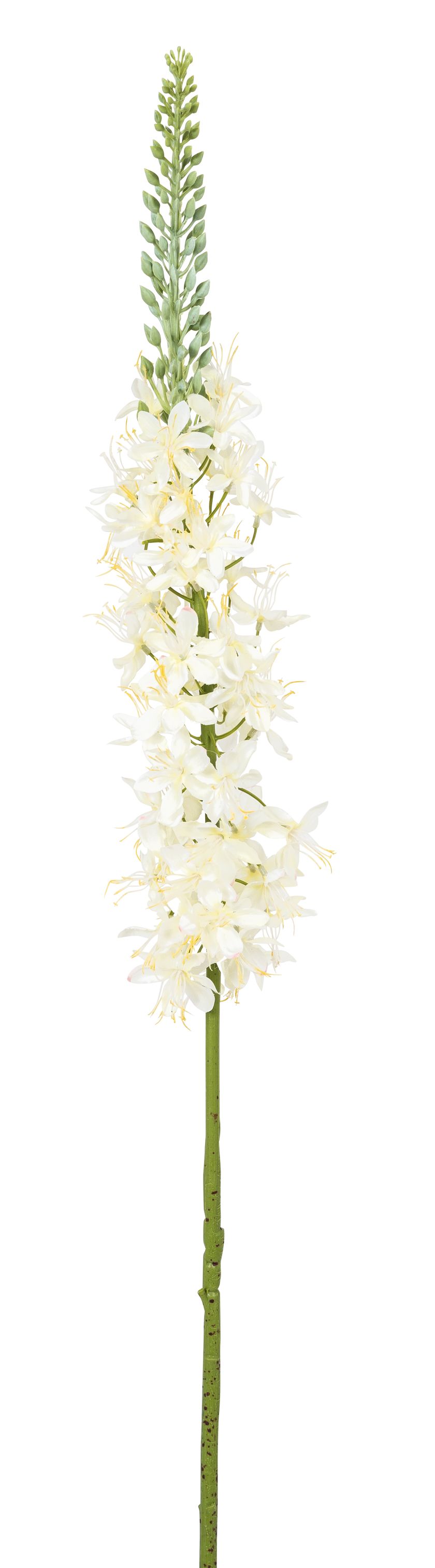 Eremurus 96cm Farbe: elfenbein