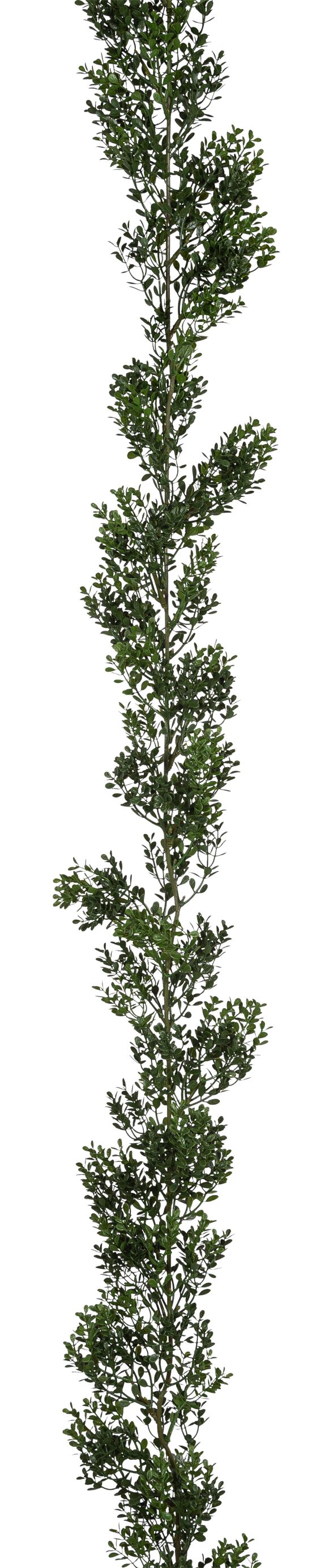 Buchsbaumgirlande 183cm Ø ca. 8-9cm Farbe: grün