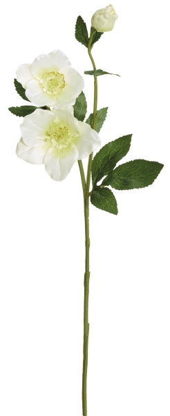 Christrose x 3 56cm Blütenkopf Ø ca. 3/7/9cm Farbe: elfenbein