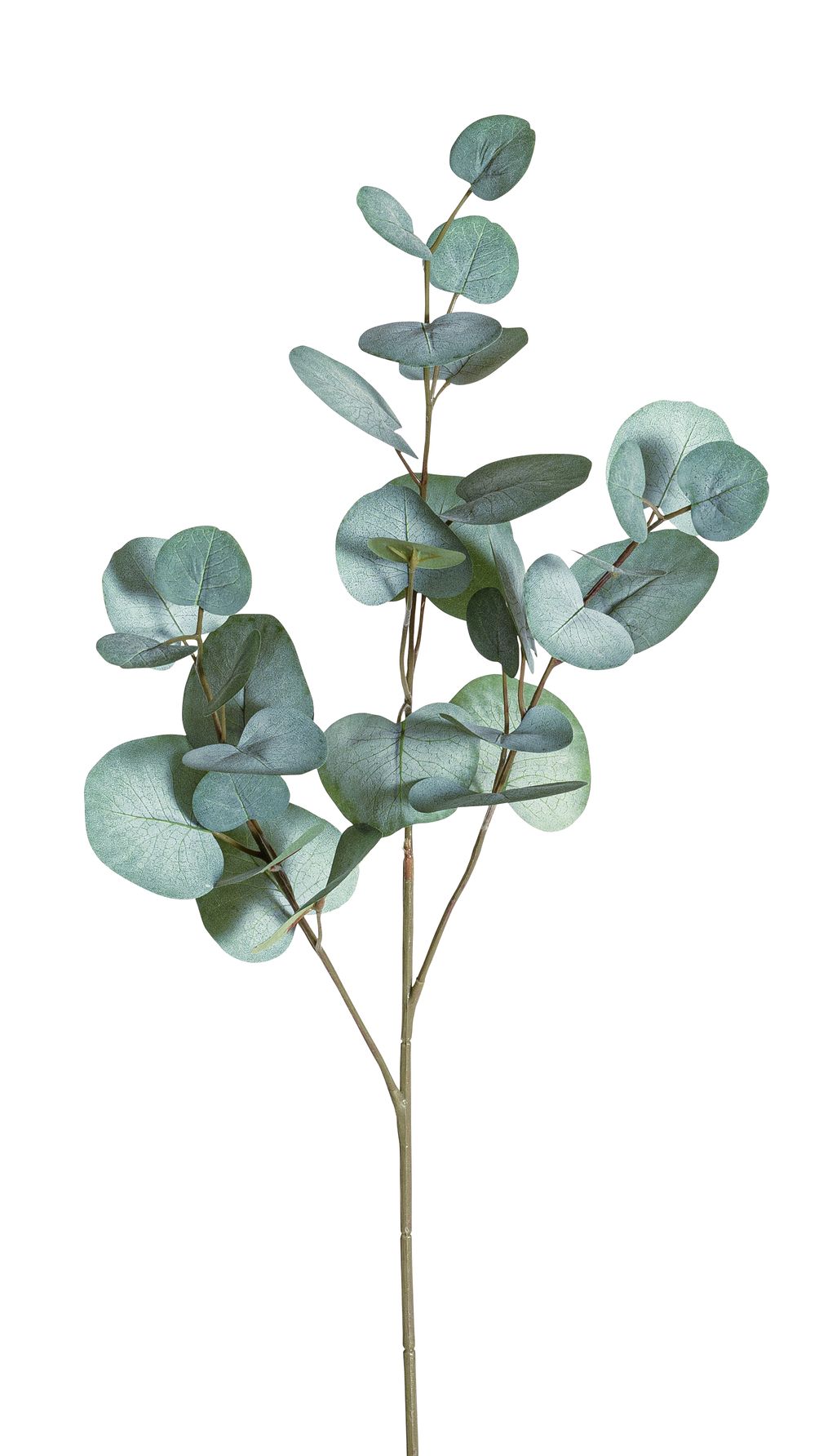 Eukalyptuszweig x 33 70cm Farbe: grün