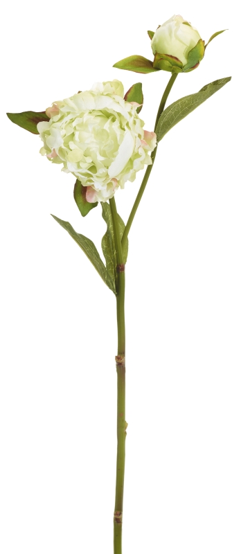 Bauernpäonie x 2 53cm Blütenkopf Ø ca. 7cm Farbe: weiß-grün