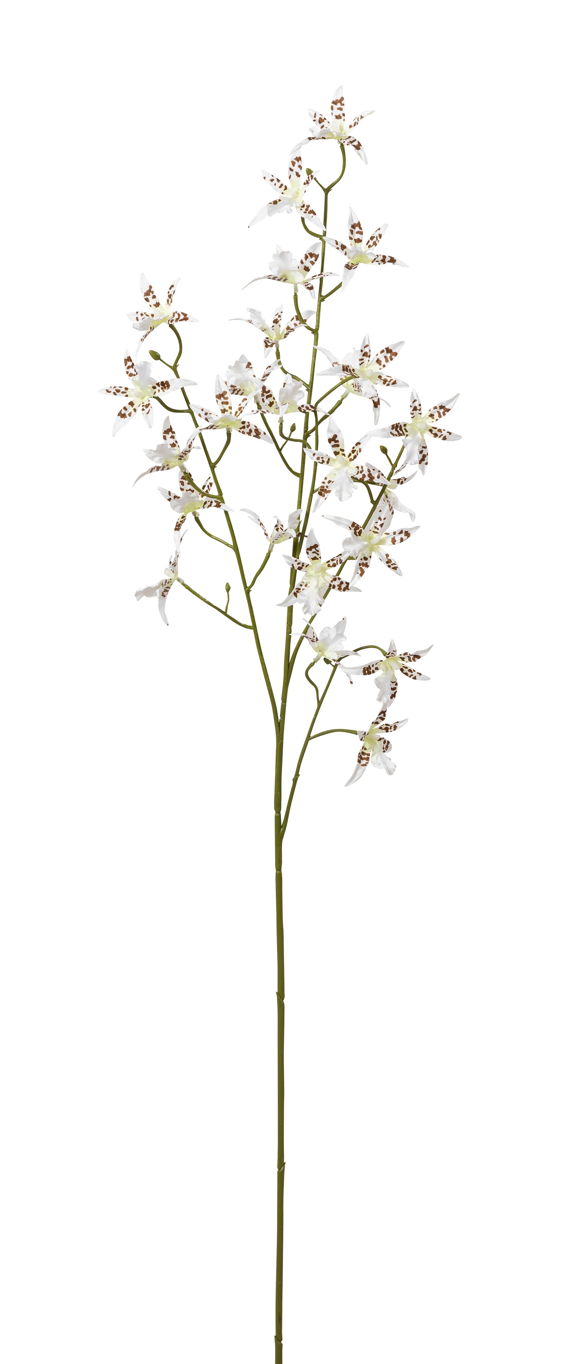 Cambria Orchideenzweig x 24 94cm Blütenkopf Ø ca. 6cm Farbe: weiß