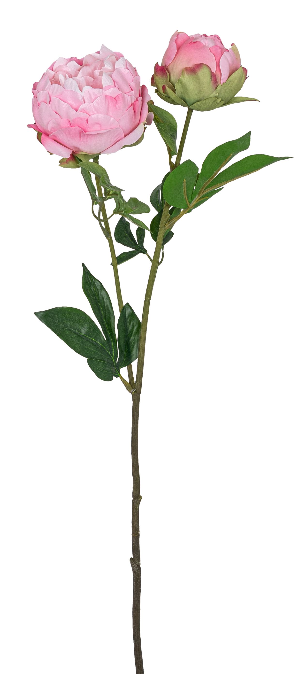 Päonie mit Knospe 80cm Blütenkopf Ø ca. 6/11cm Farbe: rosé