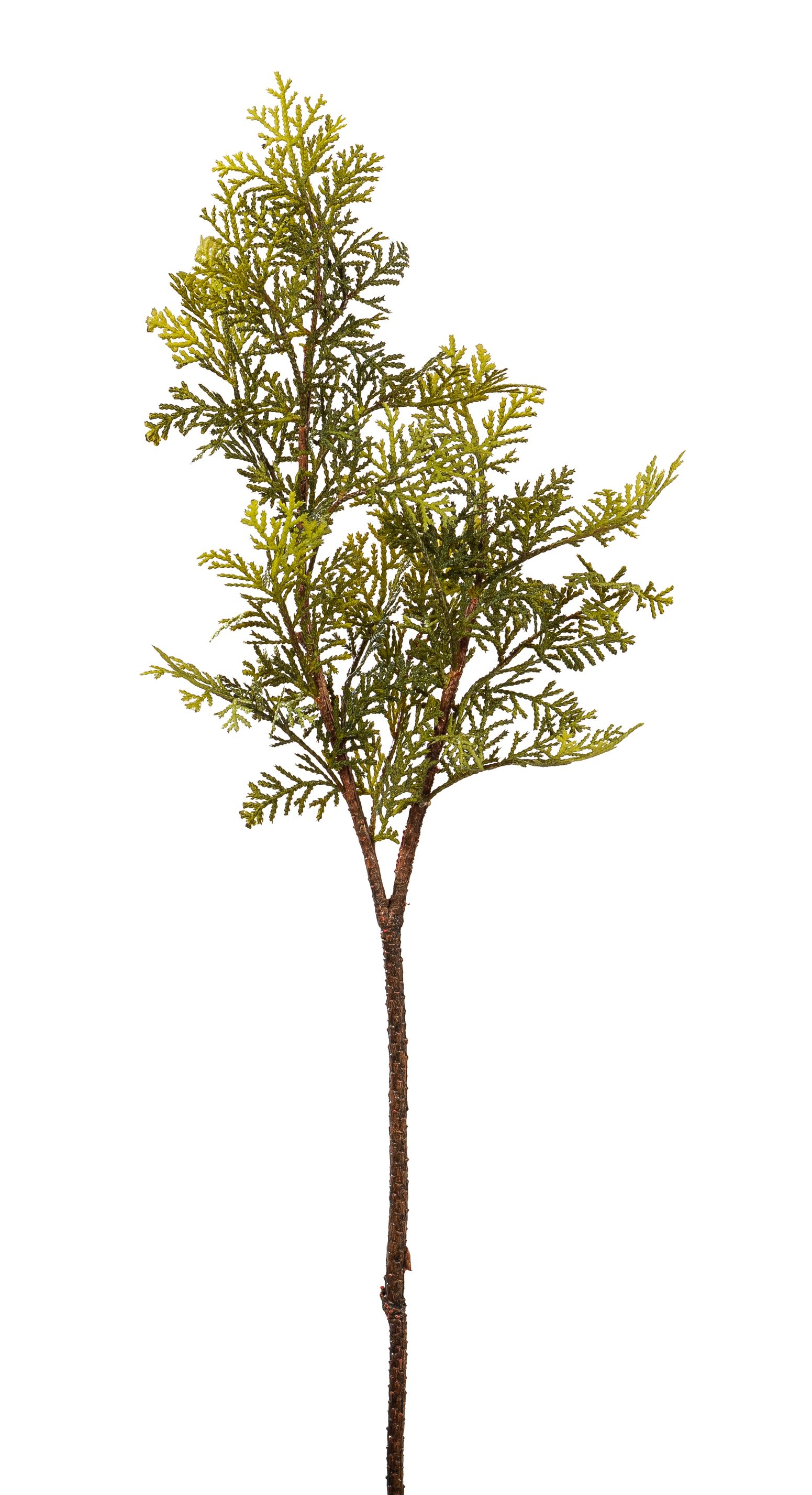 Zedernzweig 2-fach 70cm Farbe: grün