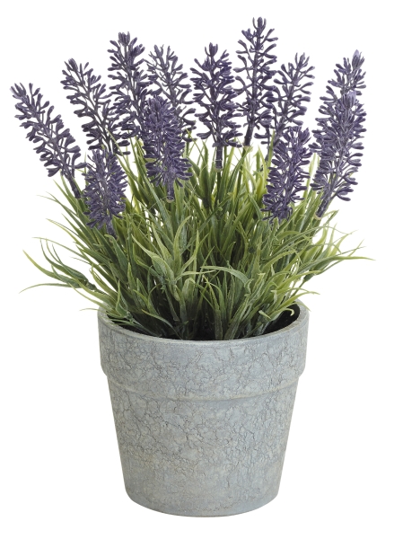 Lavendel x 12 im Topf 25cm Farbe: lila