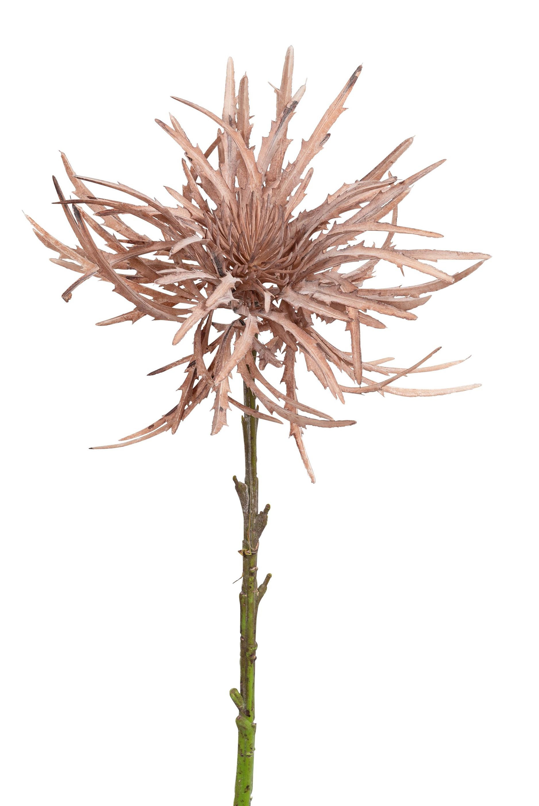 Distel 50cm Blütenkopf Ø ca. 25cm Farbe: lachs