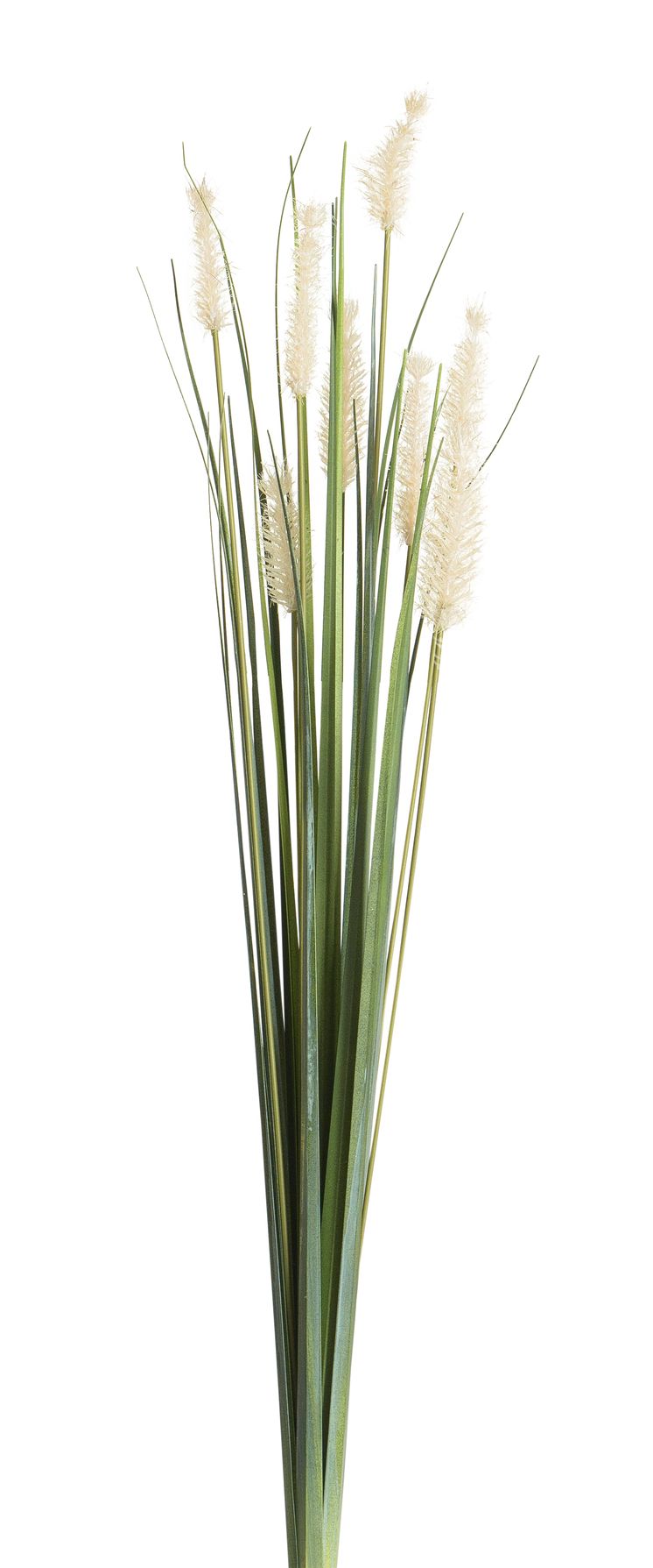 Fuchsschwanzgras x 8 66cm Farbe: natur