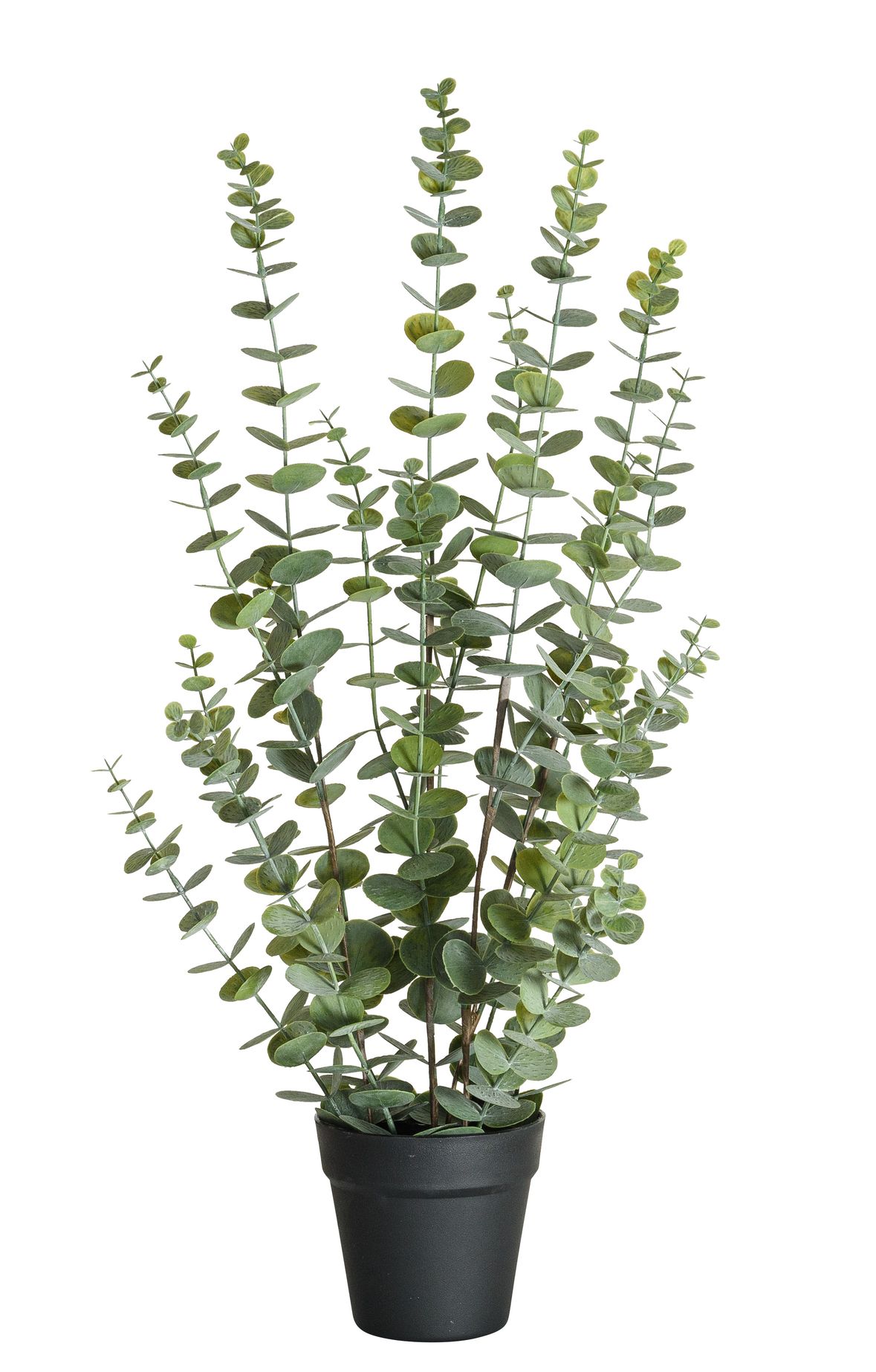 Eukalyptus x 19 im Topf 76cm Farbe: grün-weiß