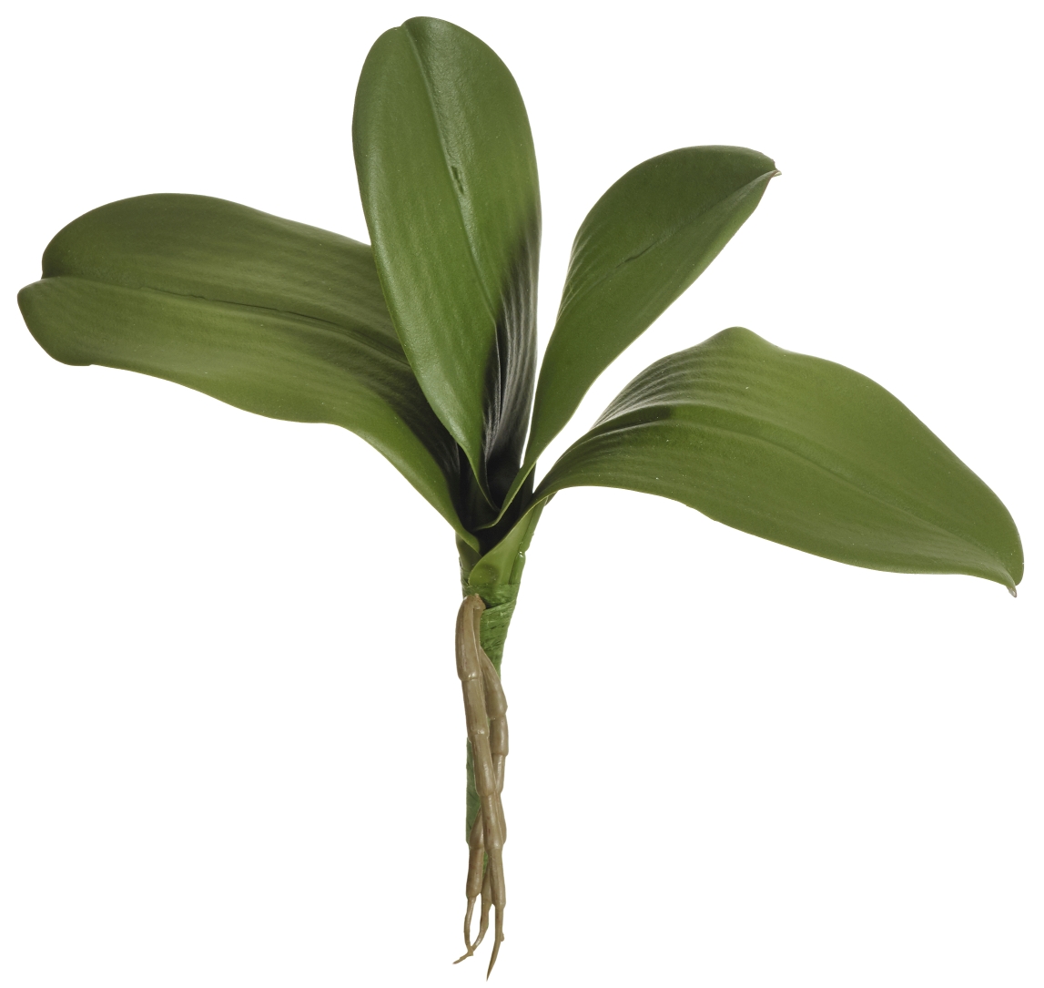 Orchideenblätter x 4 m.W. 27cm Farbe: grün