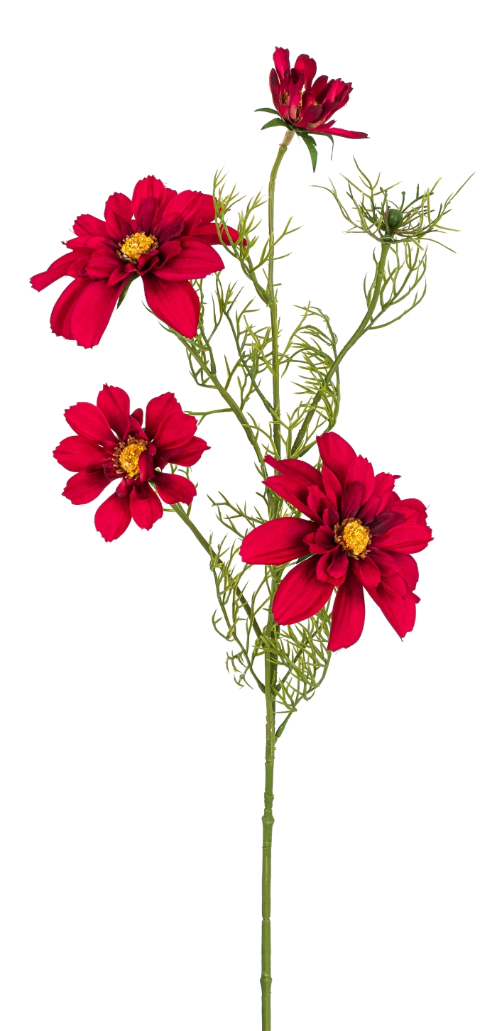 Cosmea x 4 68cm Blütenkopf Ø ca. 4/8/11cm Farbe: cerise