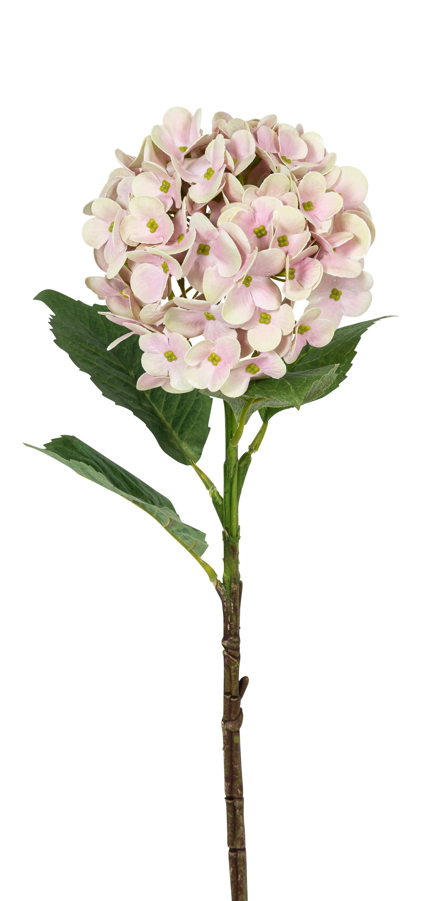 Hortensie 46cm Blütenkopf Ø ca. 13cm Farbe: rosé-weiß