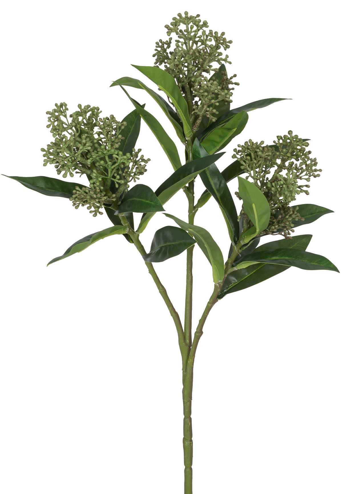 Aglaiazweig x 3 47cm Blütenkopf Ø ca. 6cm Farbe: grün