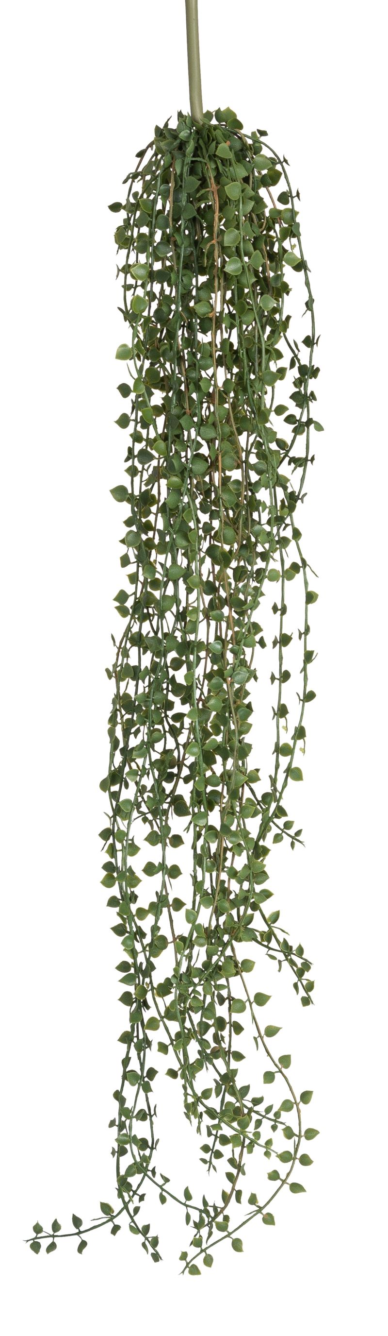 Zwergpfefferranke 65cm Farbe: grün