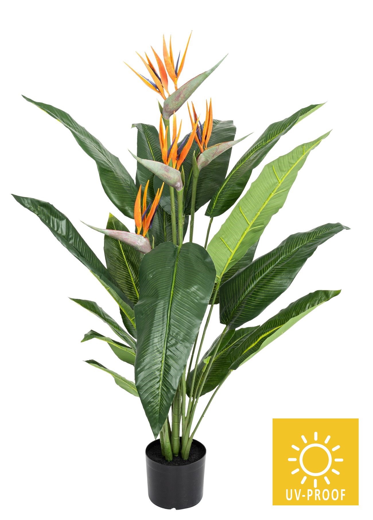 Strelitzie UV 4-fach im Topf 120cm Topf: Ø 17cm Höhe 13cm Farbe: orange