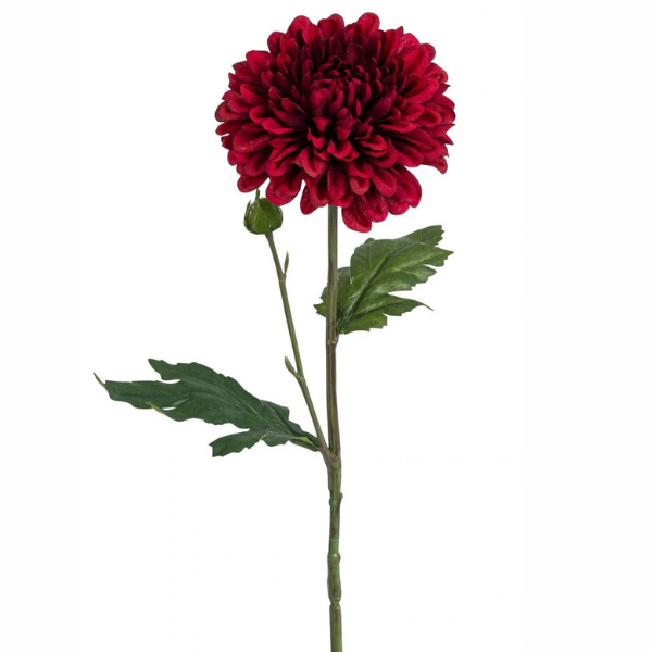 Chrysanthemen