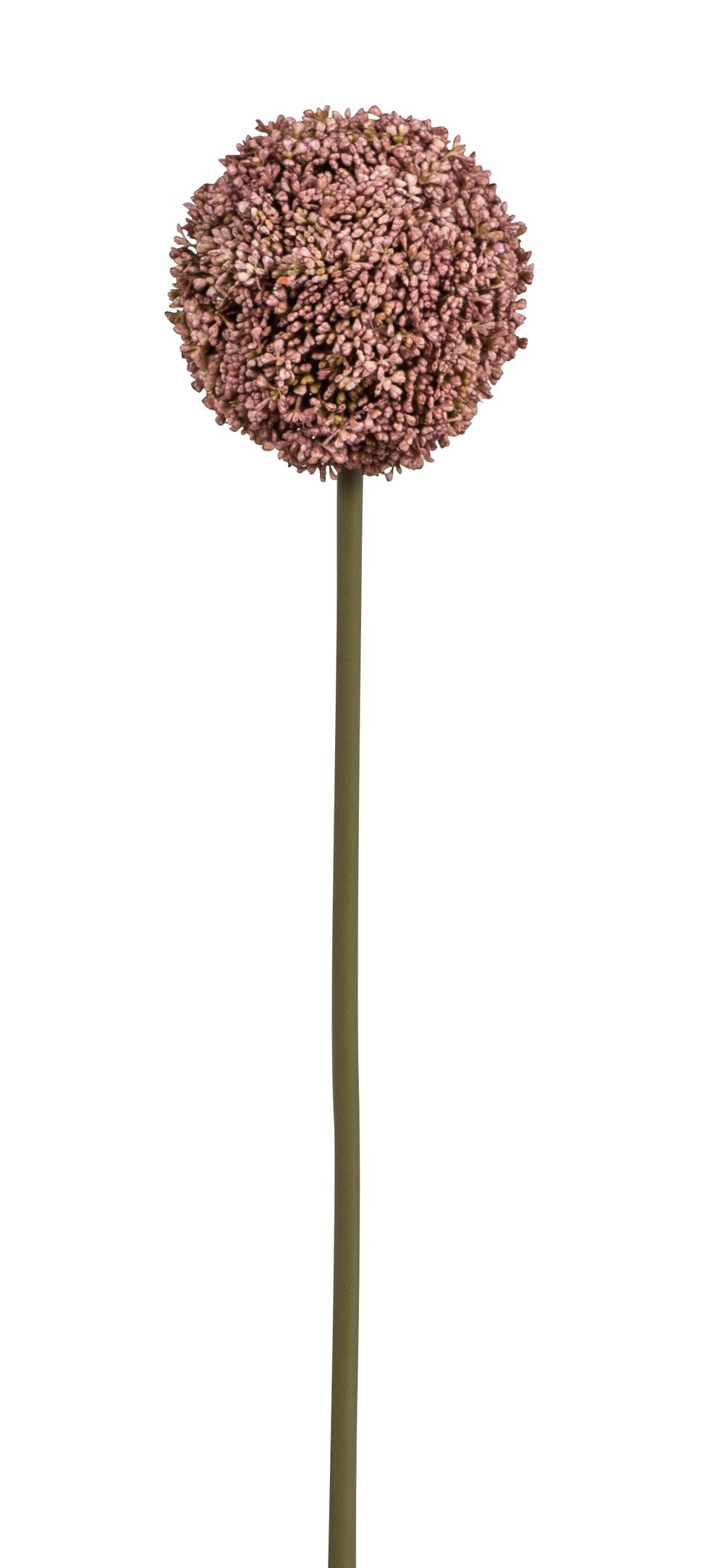 Allium 75cm Blütenkopf Ø ca. 11cm Farbe: altrosé