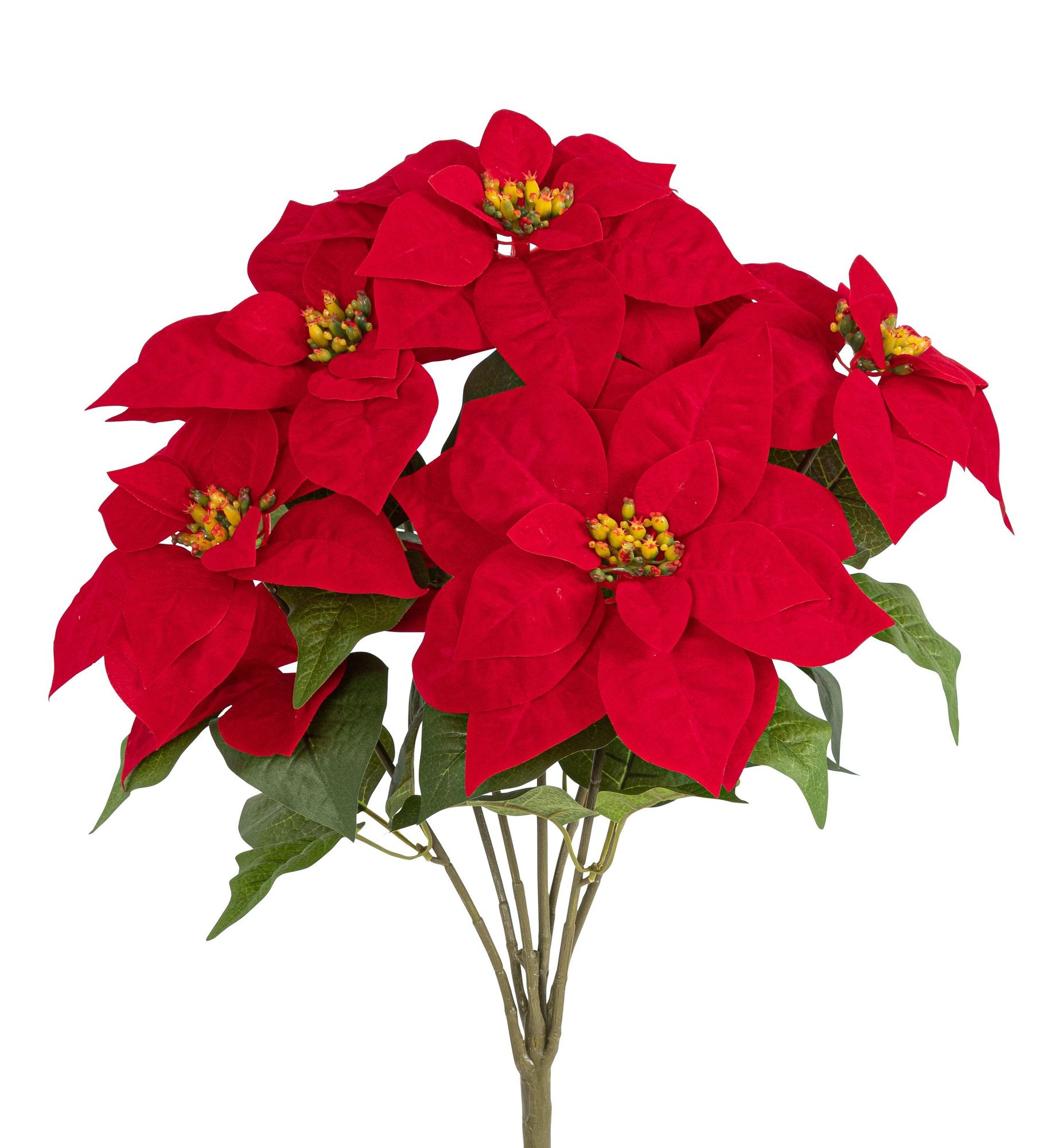 Poinsettiabusch x 7 54cm Blütenkopf Ø ca. 20cm Farbe: rot