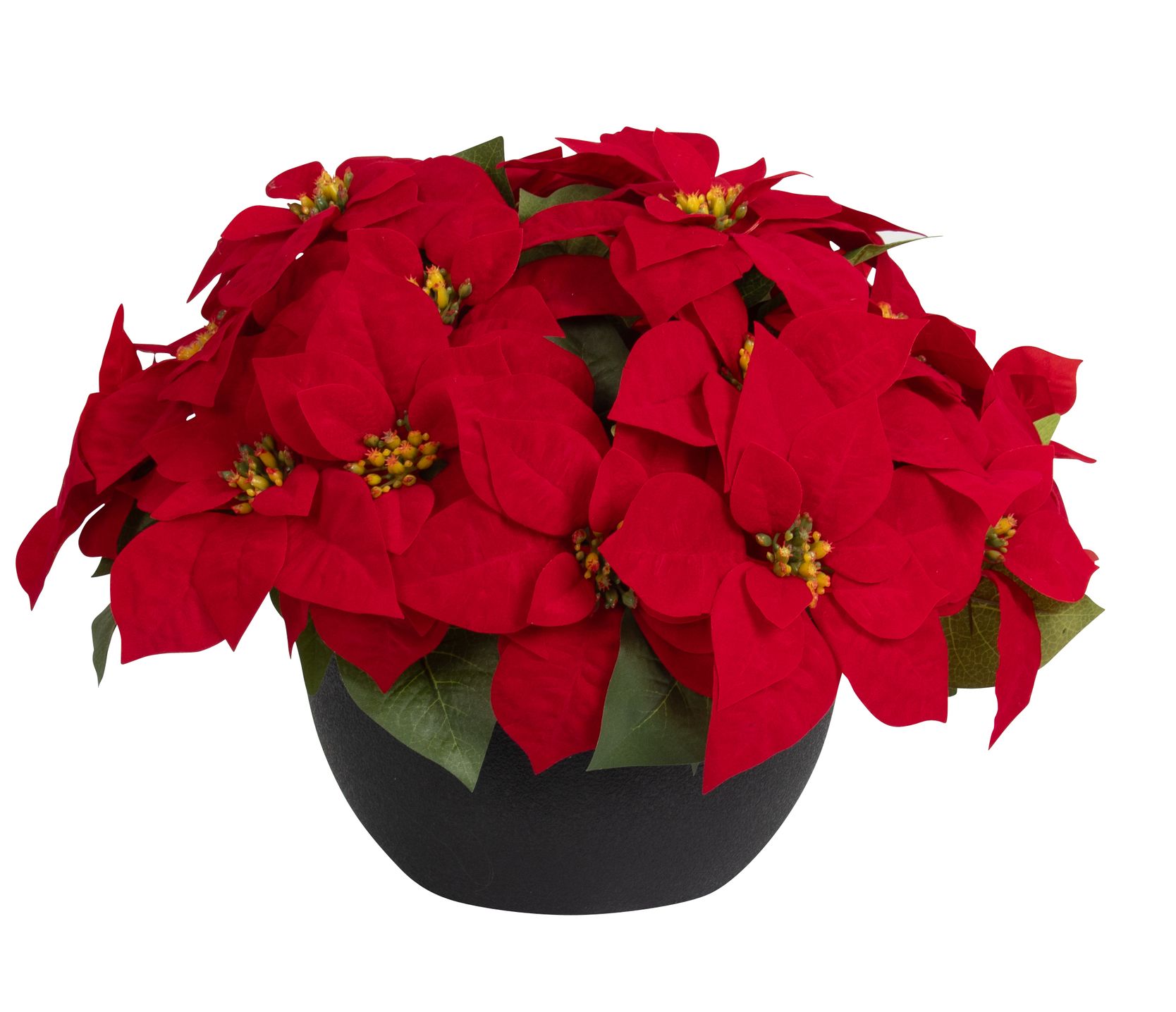 Poinsettiaschale x 20 35cm Blütenkopf Ø ca. 17cm Topf: Höhe ca. 12,5cm Ø oben ca. 26cm Ø unten ca. 14cm Farbe: rot