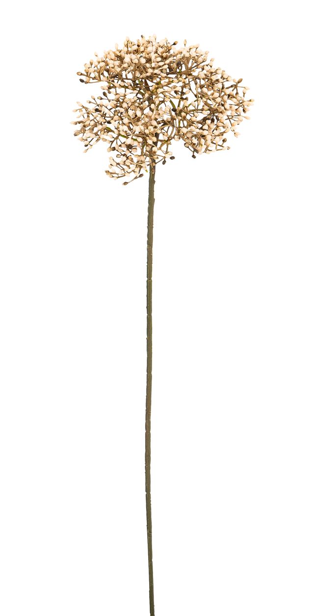 Holunderbeerenzweig 54cm Blütenkopf Ø ca. 10cm Farbe: creme