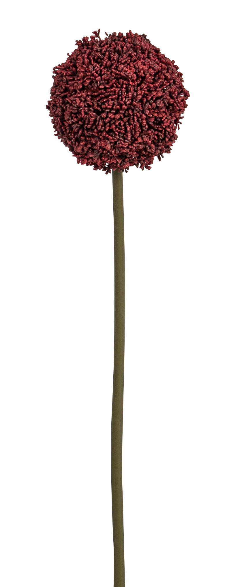 Allium 75cm Blütenkopf Ø ca. 11cm Farbe: burgund