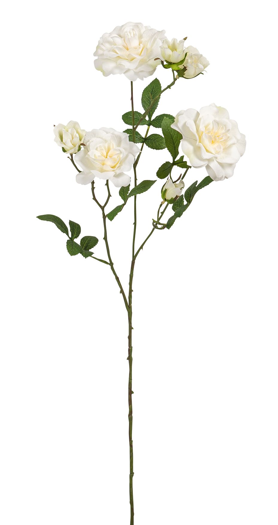 Kamelienrosenzweig x 7 68cm Blütenkopf Ø ca. 3/7/8cm Farbe: elfenbein