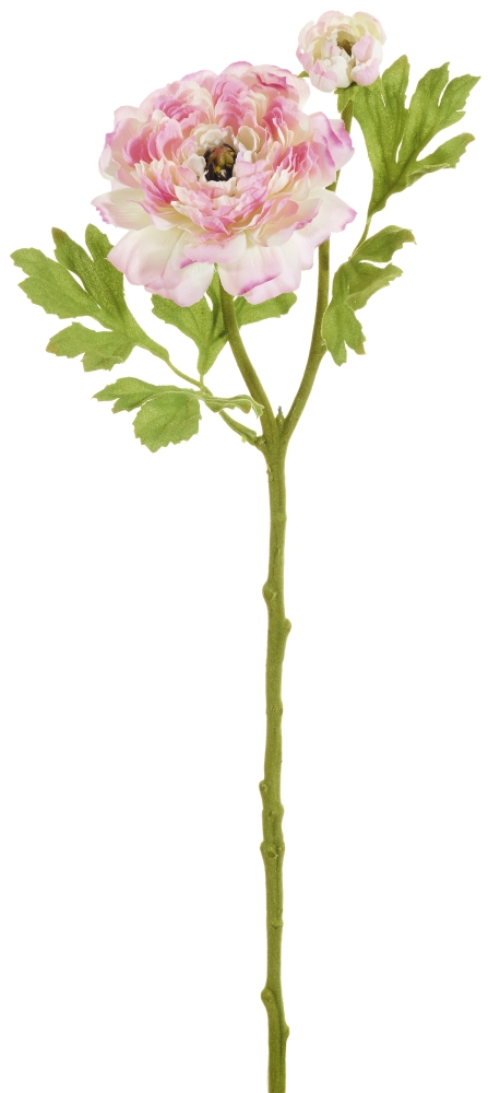 Ranunkel x 2 52cm Blütenkopf Ø ca. 9,5cm Farbe: rosé-weiß