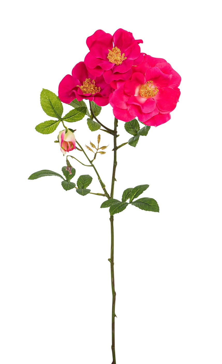 Heckenrosenzweig x 4 61cm Blütenkopf Ø ca. 7/9cm Farbe: cerise