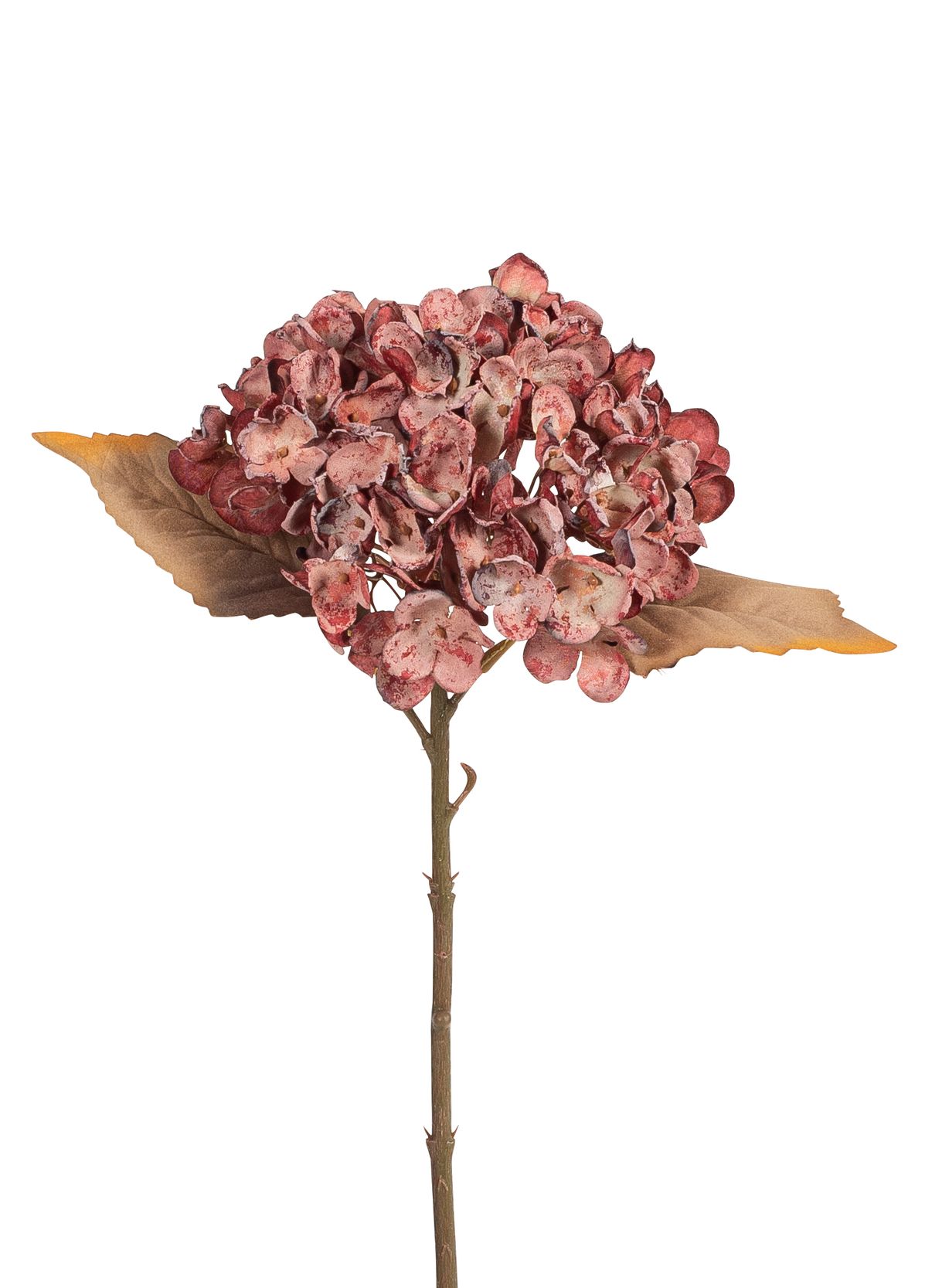 Dry-Hortensie 34cm Blütenkopf Ø ca. 16cm Farbe: burgund