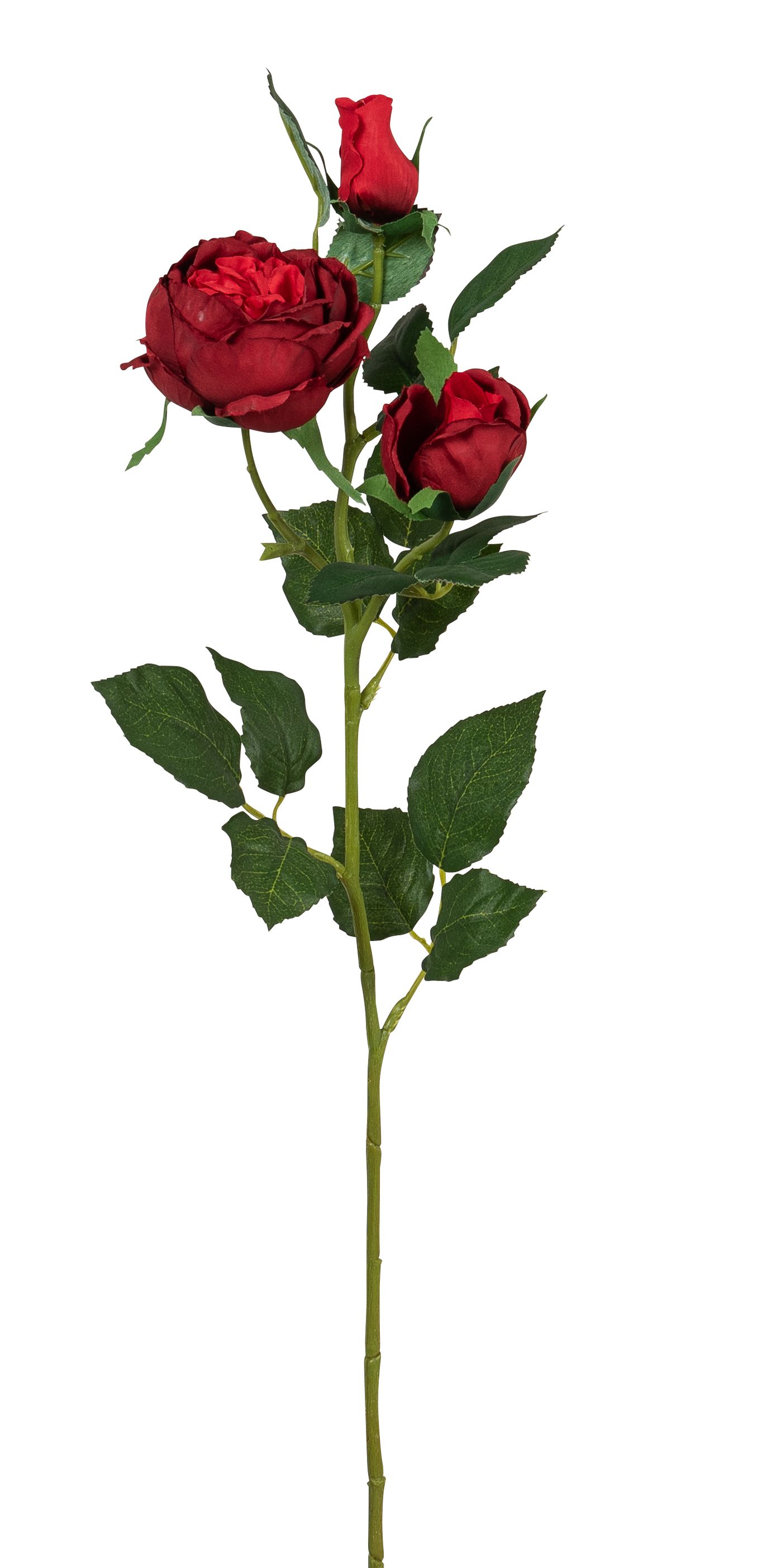 Bauernrosenzweig x 3 63cm Blütenkopf Ø ca. 3/8cm Farbe: rot