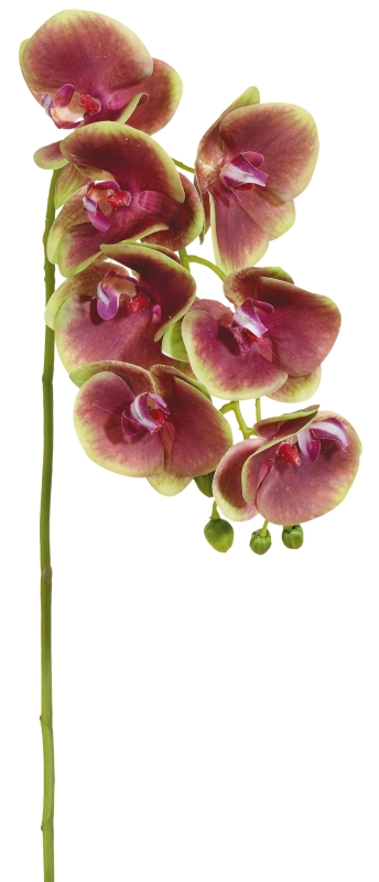 Phalaenopsis x 12 73cm Blütenkopf Ø ca. 7,5/8cm Farbe: altrosé-grün