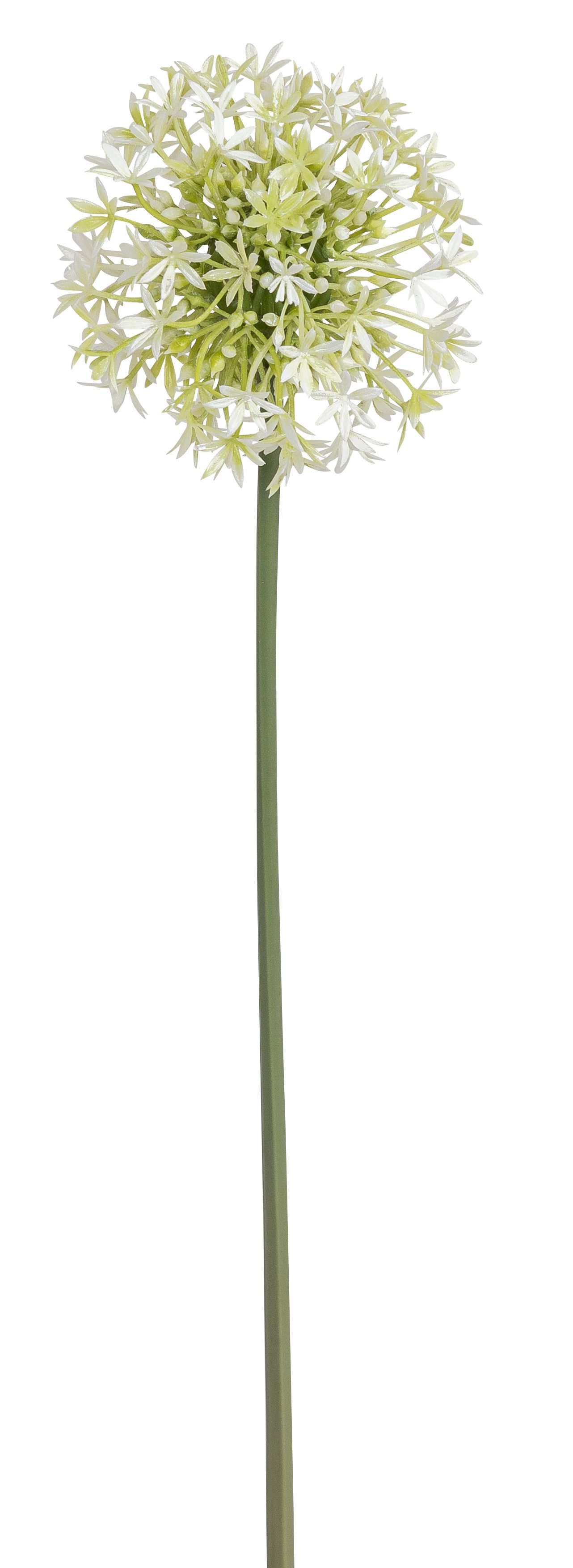 Allium 70cm Blütenkopf Ø ca. 10cm Farbe: weiß-grün