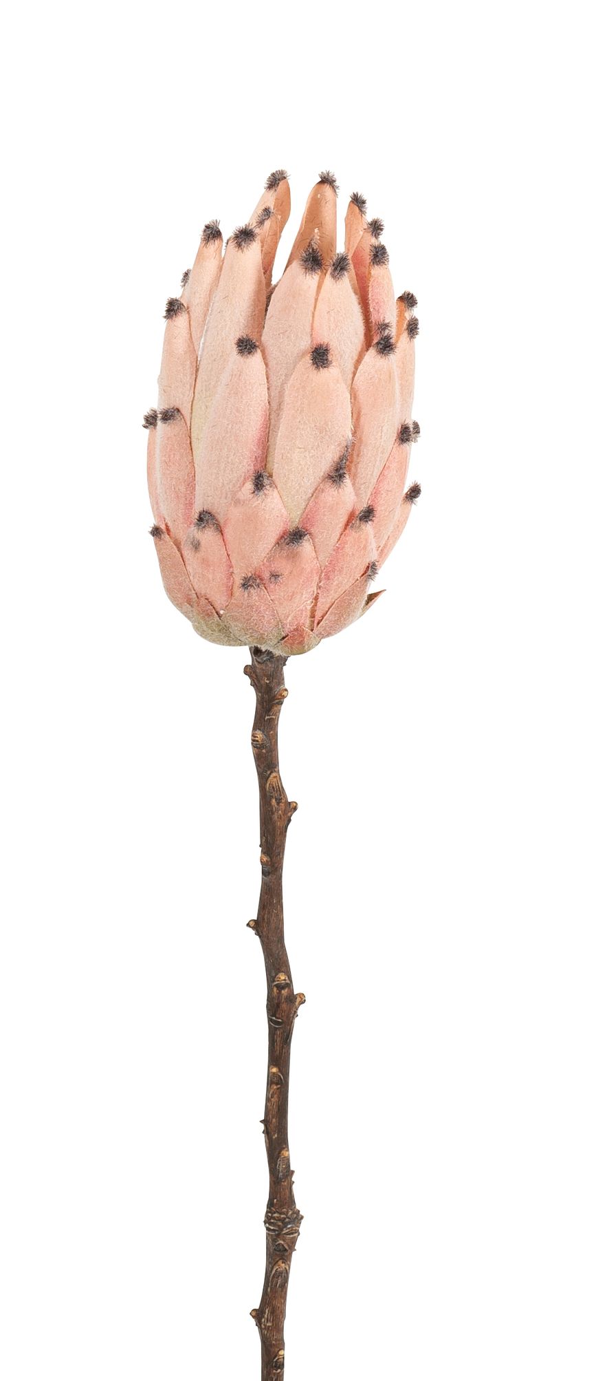 Protea 52cm Blütenkopf Ø ca. 8cm Farbe: rosé