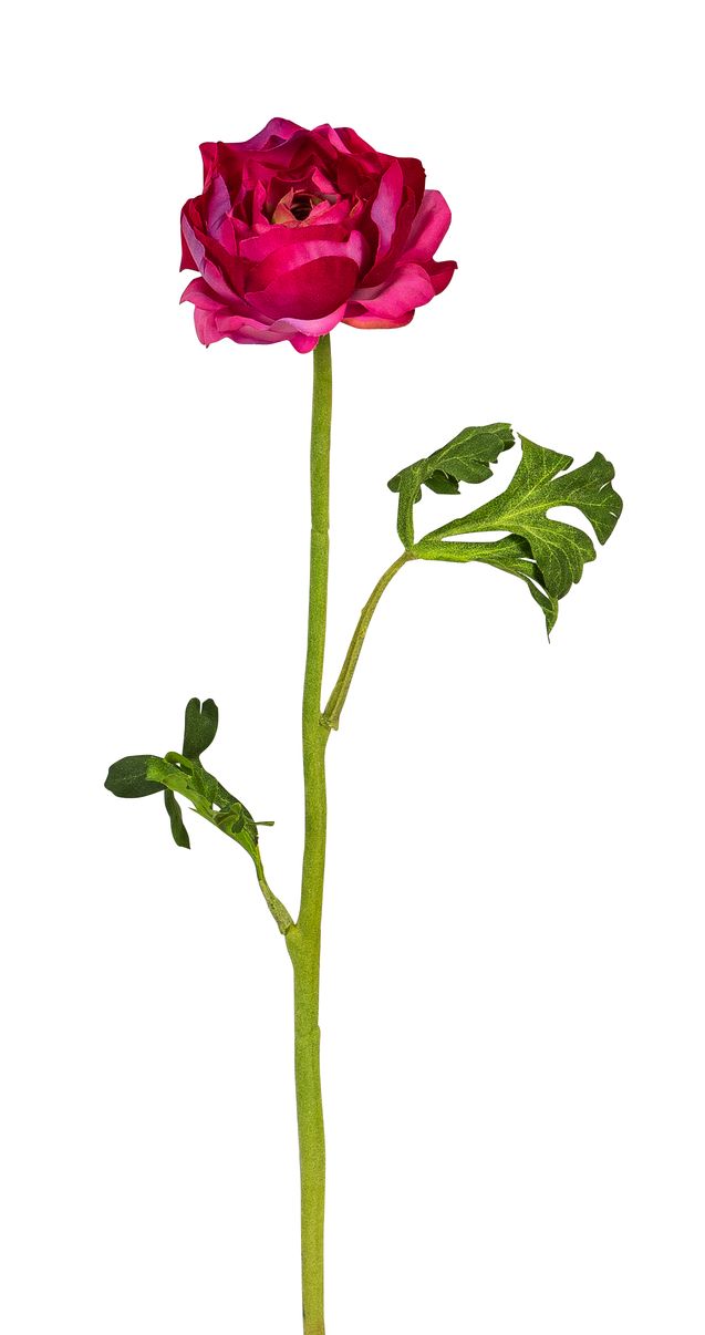 Ranunkel 46cm Blütenkopf Ø ca. 8cm Farbe: cerise
