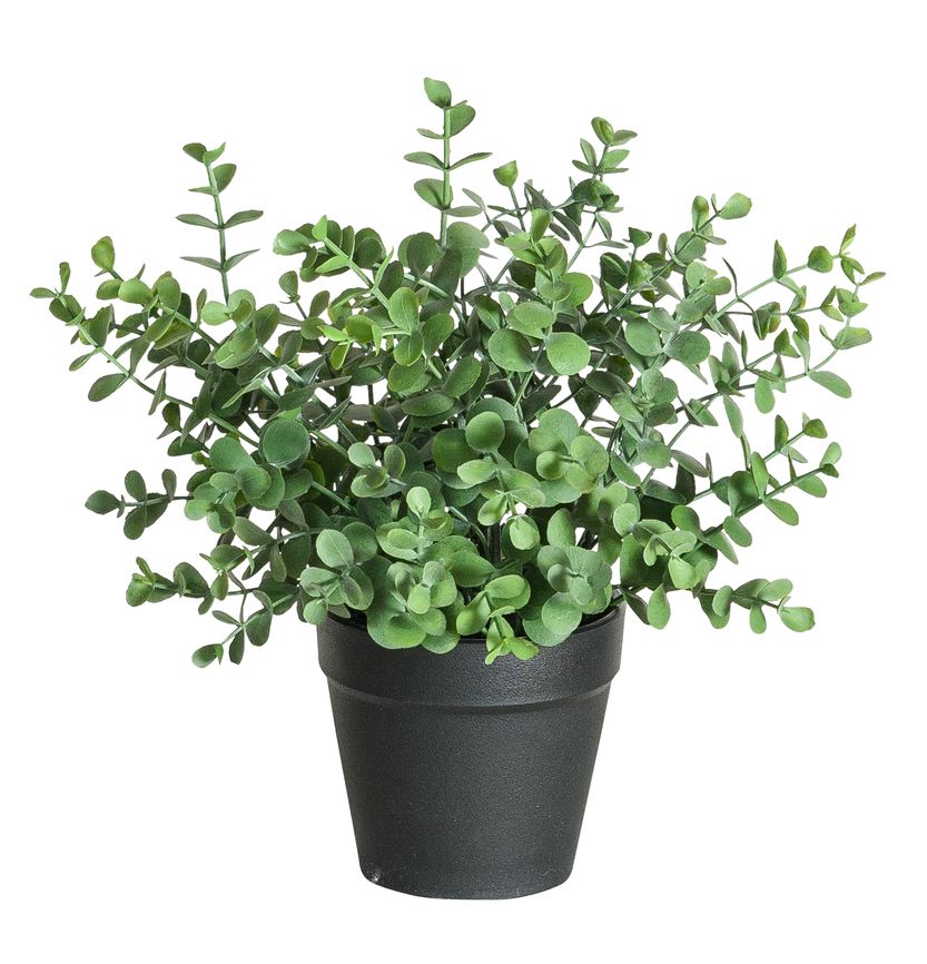 Eukalyptus im Topf 23cm Farbe: grün