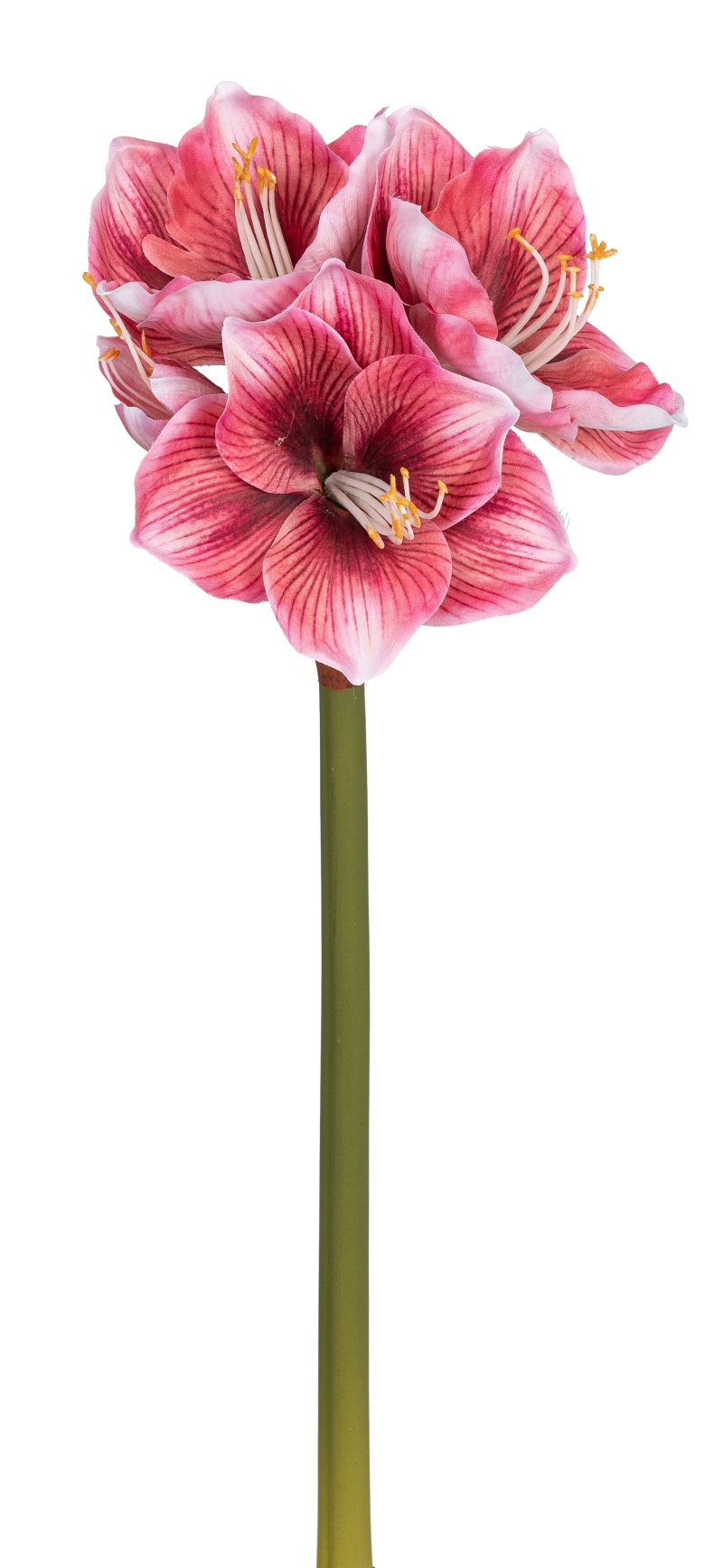 Amaryllis x 4 63cm Blütenkopf Ø ca. 4/14cm Farbe: altrosé