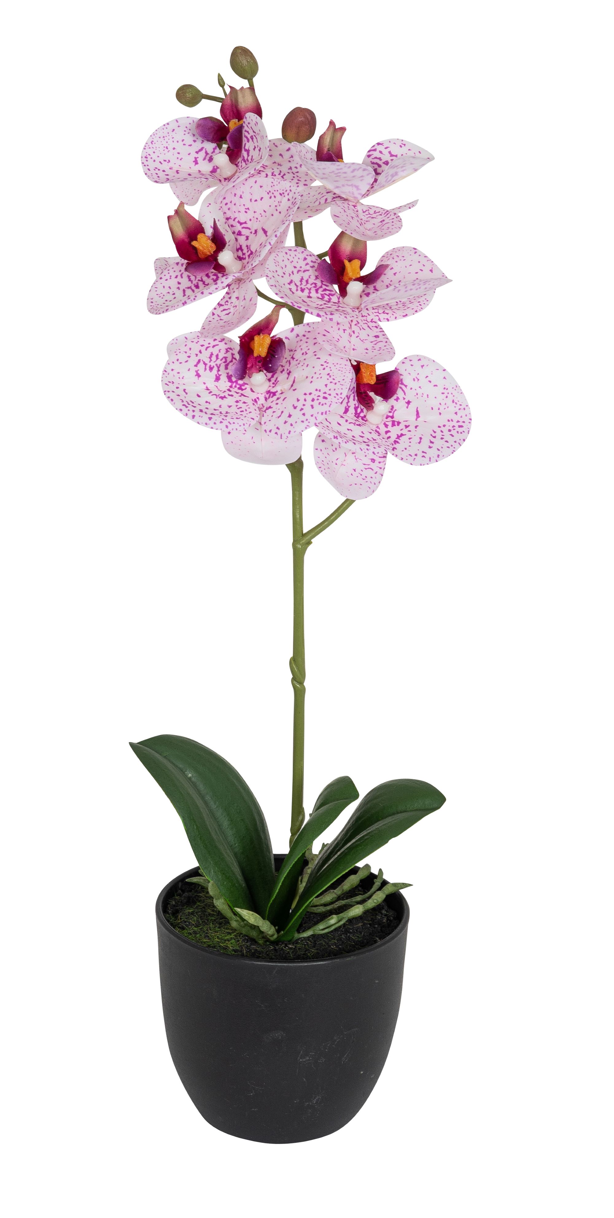 Phalaenopsis im Topf 40cm Blütenkopf Ø ca. 7/8cm Topf: Höhe ca. 8,5cm Ø oben ca. 10cm Ø unten ca. 6,5cm Farbe: weiß-rose