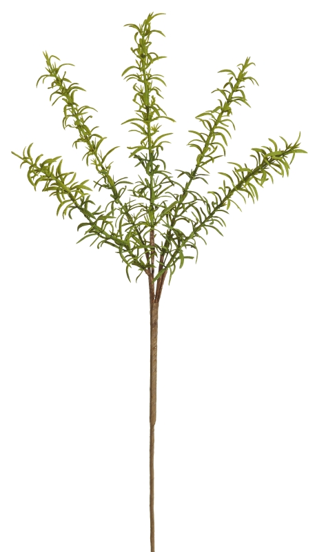 Asparaguszweig x 5 53cm Farbe: grün-gemischt