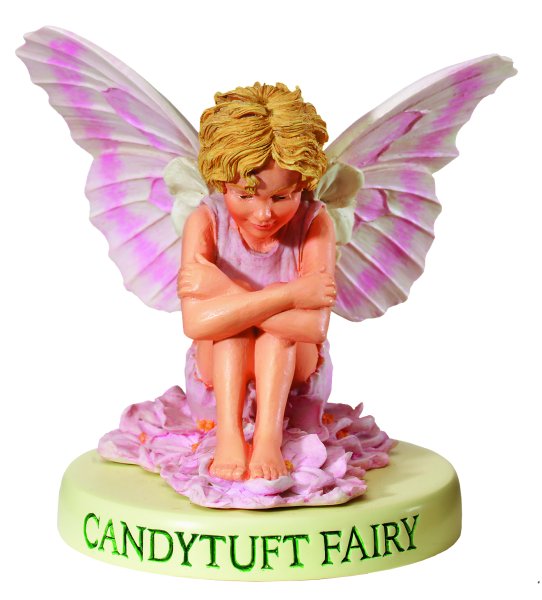 Candytuft Fairy 7cm 