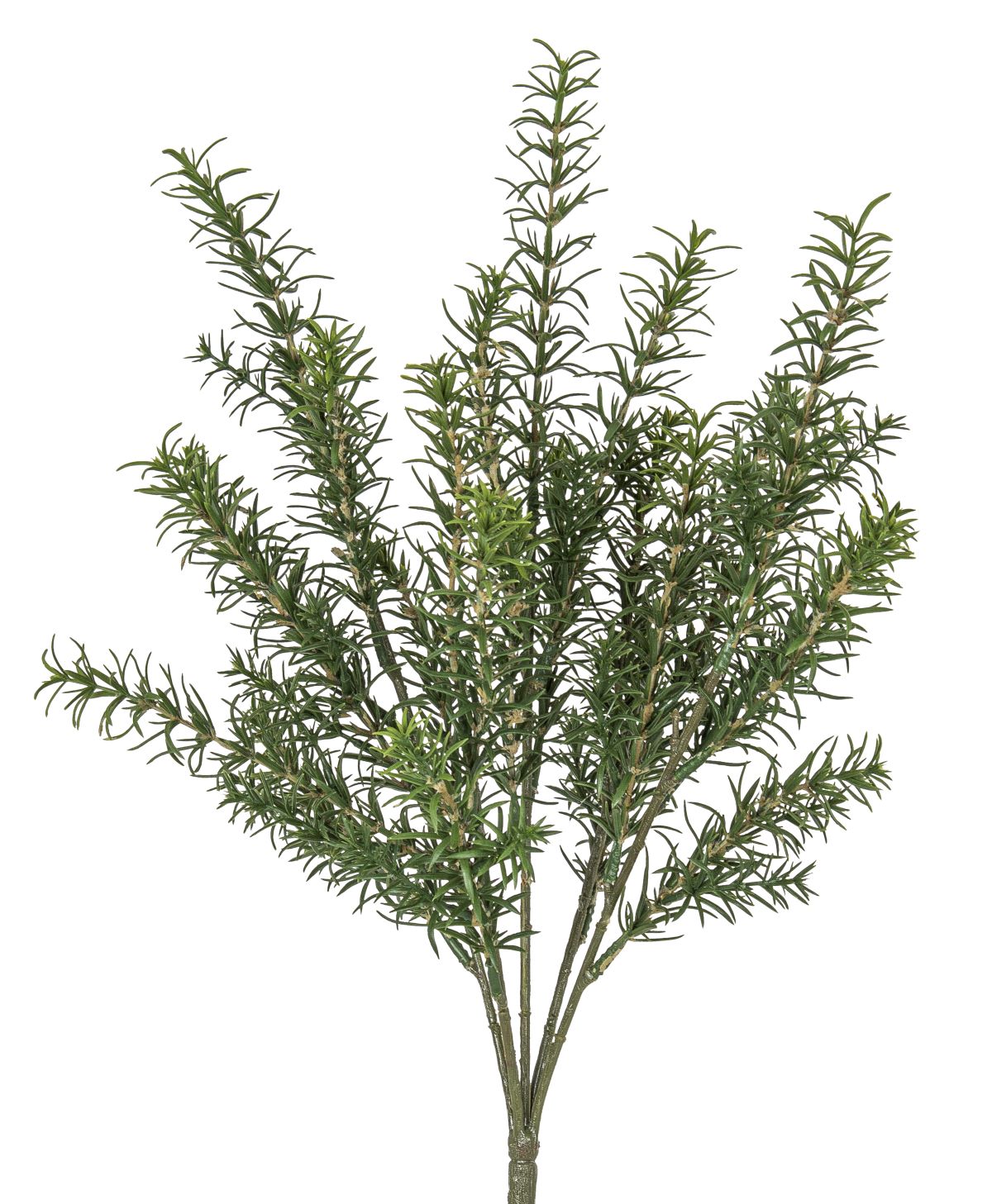 Rosmarinbusch x 5 45cm Farbe: grün