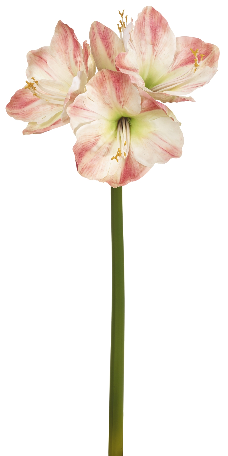 Amaryllis x 4 75cm Blütenkopf Ø ca. 5/11cm Farbe: weiß-rose