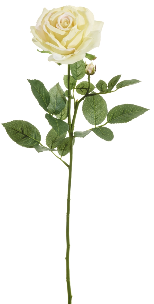 Edelrose x 2 70cm Blütenkopf Ø ca. 11cm Farbe: creme