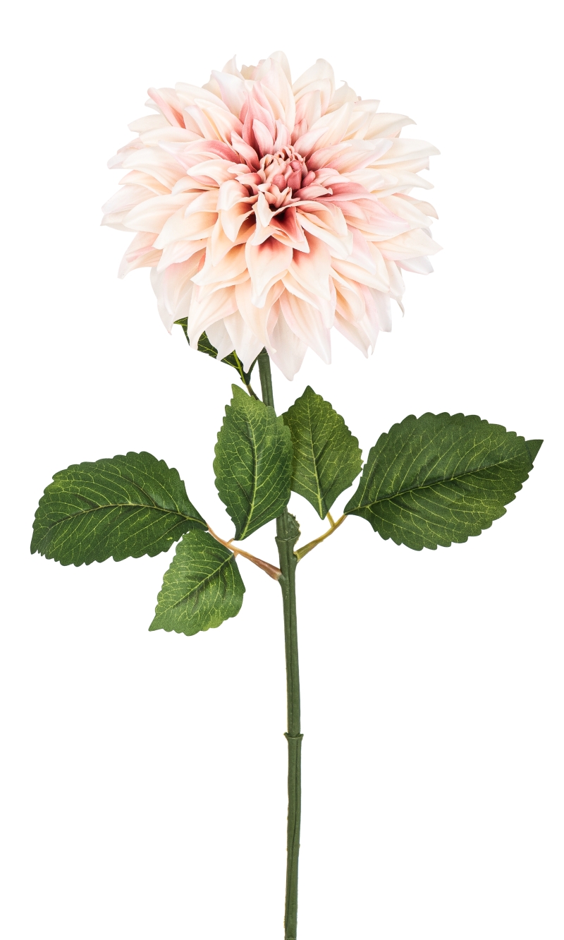 Dahlie 72cm Blütenkopf Ø ca. 18cm Farbe: creme-rosé